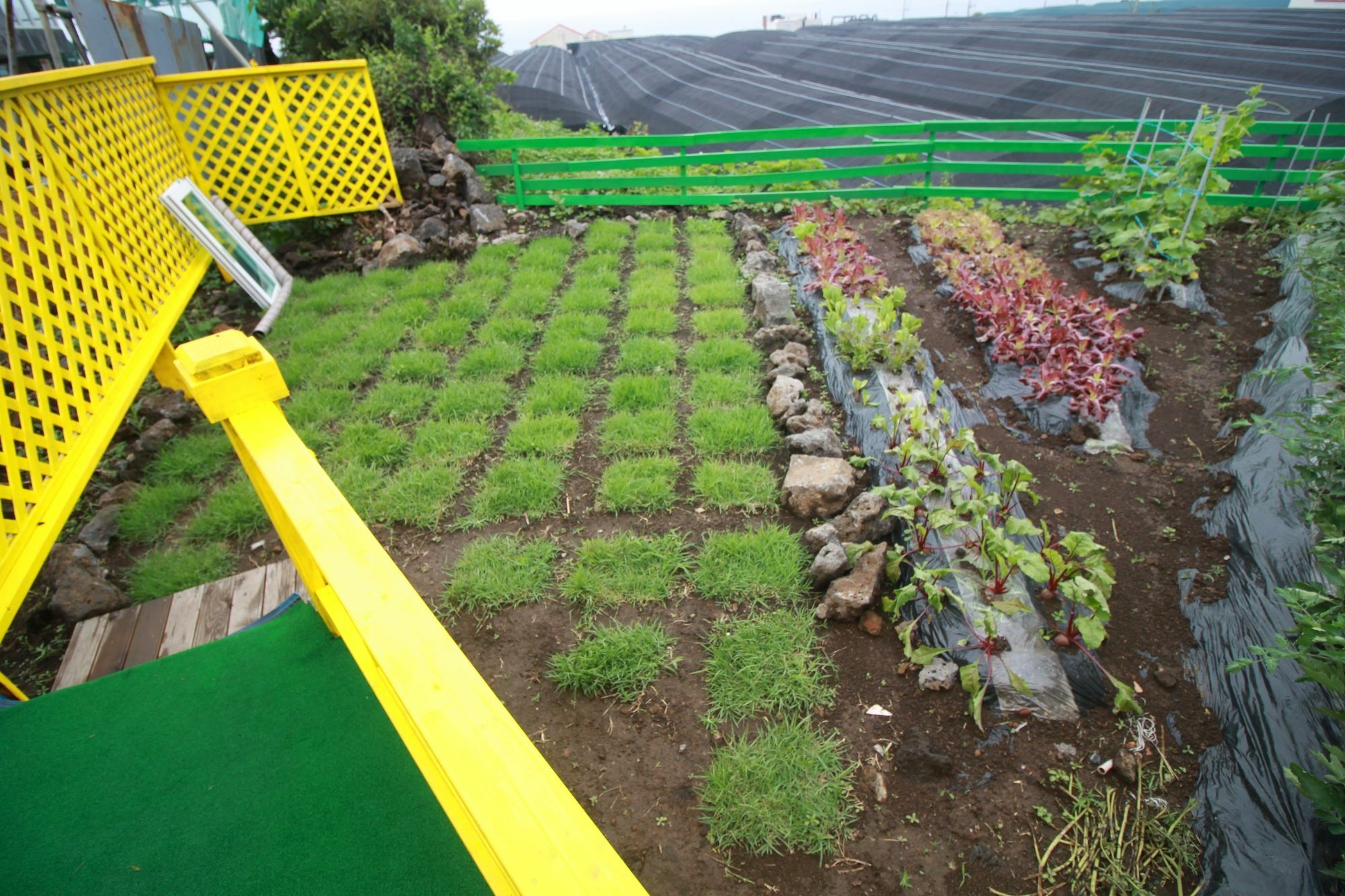 Jeju Sunflower Pension Согвипхо Экстерьер фото